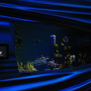 Water Planet - Weedy Seadragon Exhibit