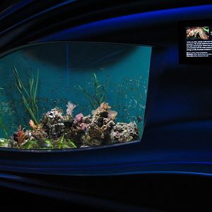 Water Planet - Lined Seahorse Exhibit