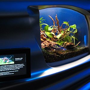 Water Planet - Vampire Crab Exhibit