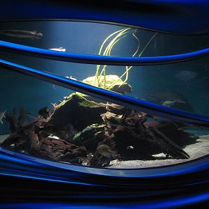 Water Planet - Sunfish and Others Exhibit