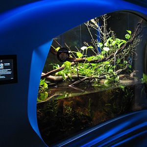 Water Planet - Archerfish Exhibit