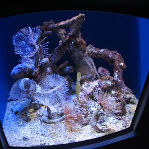Water Planet - Featherduster Worm, Coco Worm, and Fu Manchu Lionfish Exhibi