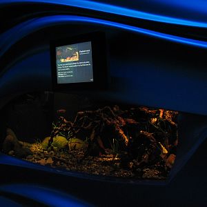 Water Planet - Elephant Nose and Gardner's Killifish Exhibit