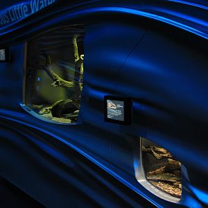 Water Planet - Mexican Beaded Lizard Exhibit and Centralian Carpet Python H