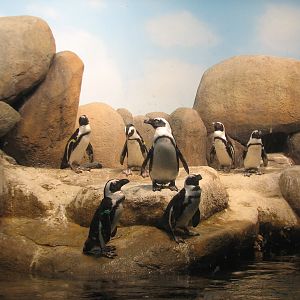 African Hall - African Penguin Exhibit