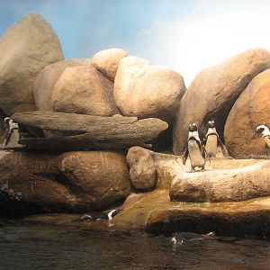 African Hall - African Penguin Exhibit
