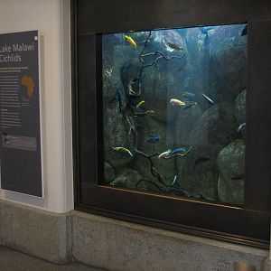 African Hall - Lake Malawi Cichlids Exhibit