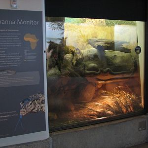 African Hall - Savanna Monitor Exhibit