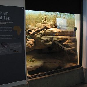 African Hall - Great Plated Lizard and Pancake Tortoise Exhibit Exhibit