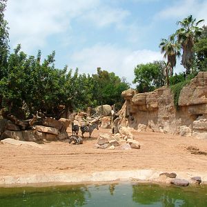 Second Savannah at Bioparc Valencia, 28/05/11