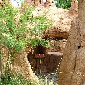 Termite Mound Mongoose Viewing at Bioparc Valencia, 28/05/11
