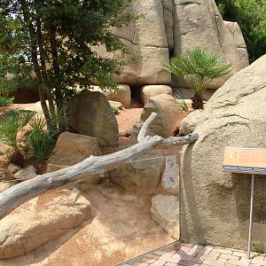 Banded Mongoose Exhibit at Bioparc Valencia, 28/05/11