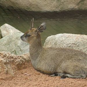 Ethiopian Klipspringer at Bioparc Valencia, 28/05/11