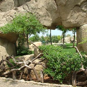 Lion Viewing at Bioparc Valencia, 28/05/11