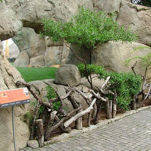 Lion Viewing at Bioparc Valencia, 28/05/11