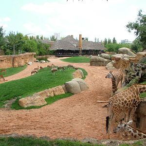 Main Savannah at Bioparc Valencia, 28/05/11