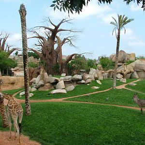 Main Savannah at Bioparc Valencia, 28/05/11