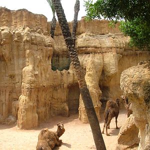 Dromedary Exhibit at Bioparc Valencia, 28/05/11