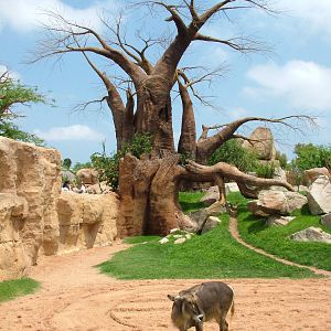 Main Savannah at Bioparc Valencia, 28/05/11
