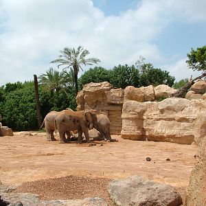 Elephant Paddock at Bioparc Valencia, 28/05/11