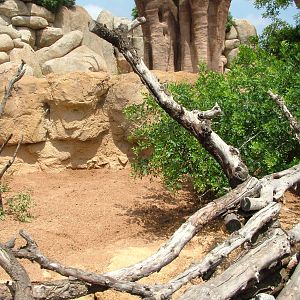 Dik-dik Exhibit at Bioparc Valencia, 28/05/11