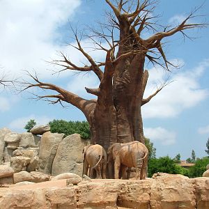 Elephant Exhibit at Bioparc Valencia, 28/05/11