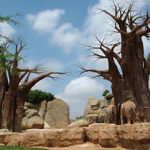 Elephant Exhibit at Bioparc Valencia, 28/05/11