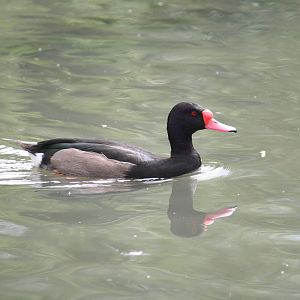 Waterfowl sp?