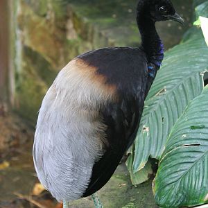 Grey-winged trumpeter
