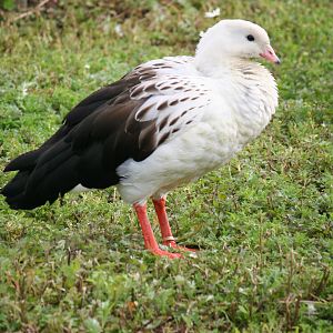 Andean goose