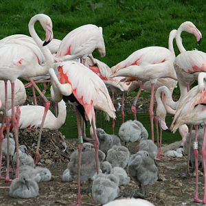 Greater flamingos and chicks