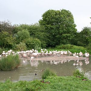 Greater flamingo flock