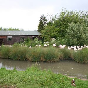 Greater flamingo flock