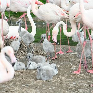 Greater flamingos and chicks