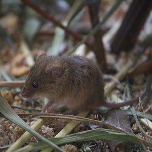 Harvest mouse