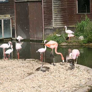 Mixed flamingo flock