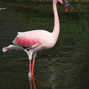 Lesser flamingo