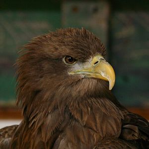 White Tailed Sea Eagle