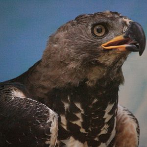 Crowned Eagle