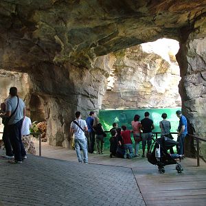 Common Hippo Underwater Viewing at Bioparc Valencia, 28/05/11
