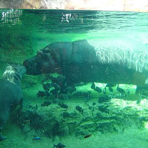 Common Hippos at Bioparc Valencia, 28/05/11