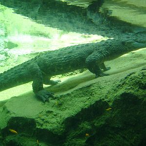 Nile Crocodile at Bioparc Valencia, 28/05/11