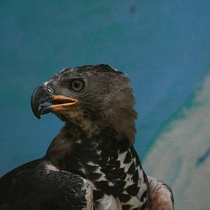 African Crowned Eagle