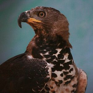 African Crowned Eagle