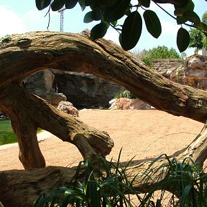 Common Hippo Viewing at Bioparc Valencia, 28/05/11