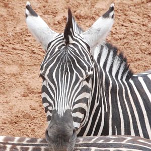 Grant's Zebra at Bioparc Valencia, 28/05/11
