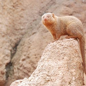 Common Dwarf Mongoose at Bioparc Valencia, 28/05/11
