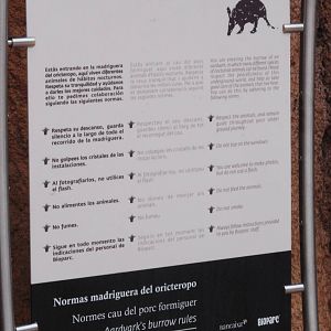 The Rules for Aardvark Burrow at Bioparc Valencia, 28/05/11