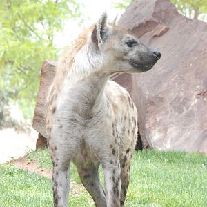 Spotted Hyaena at Bioparc Valencia, 28/05/11