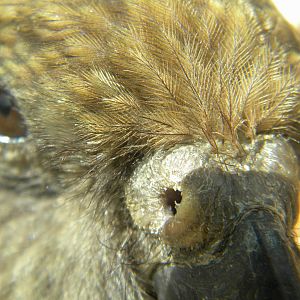 Kea at Blackpool Zoo 26/06/11